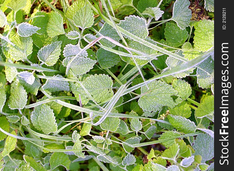 First frost on green leaves of wild strawberry. First frost on green leaves of wild strawberry