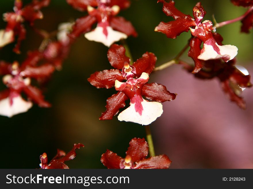 Beautiful color tropical orchid plants.