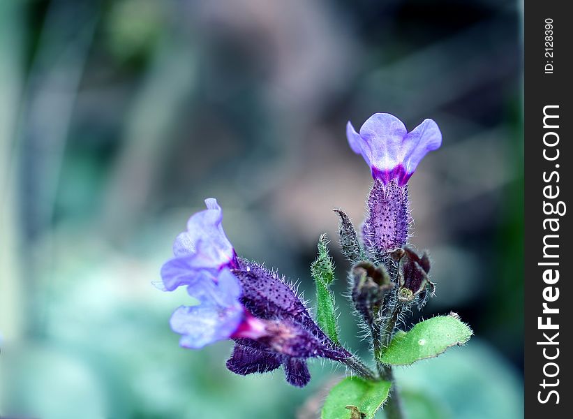 Macro shot of a very small violet flower with many fine hairs. Macro shot of a very small violet flower with many fine hairs