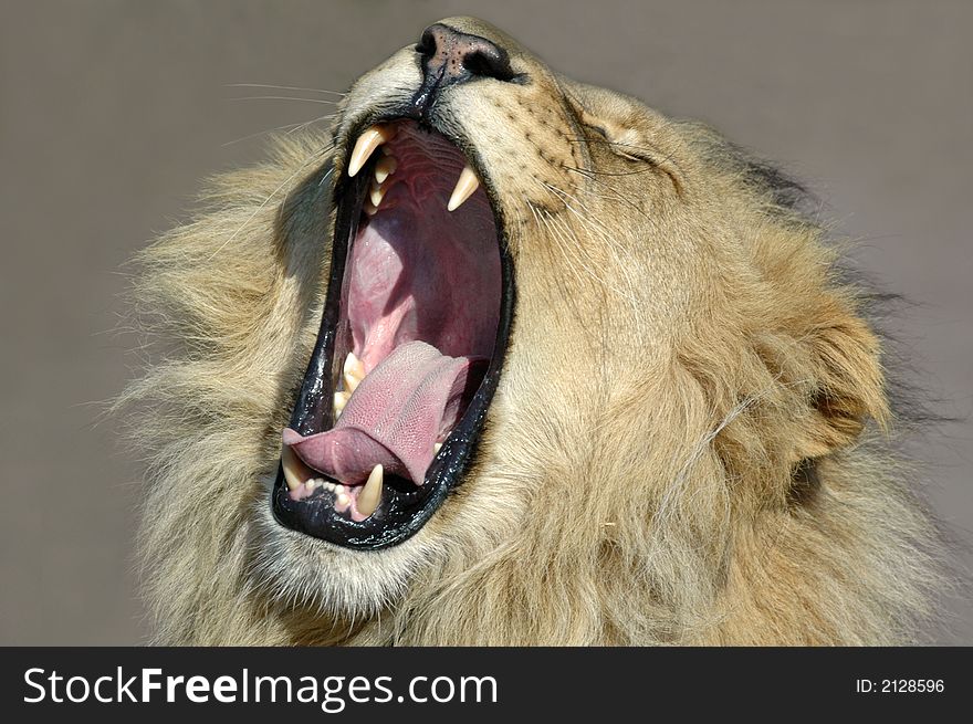 The magnificent African Lion's yawn. Photographed in South Africa. The magnificent African Lion's yawn. Photographed in South Africa.