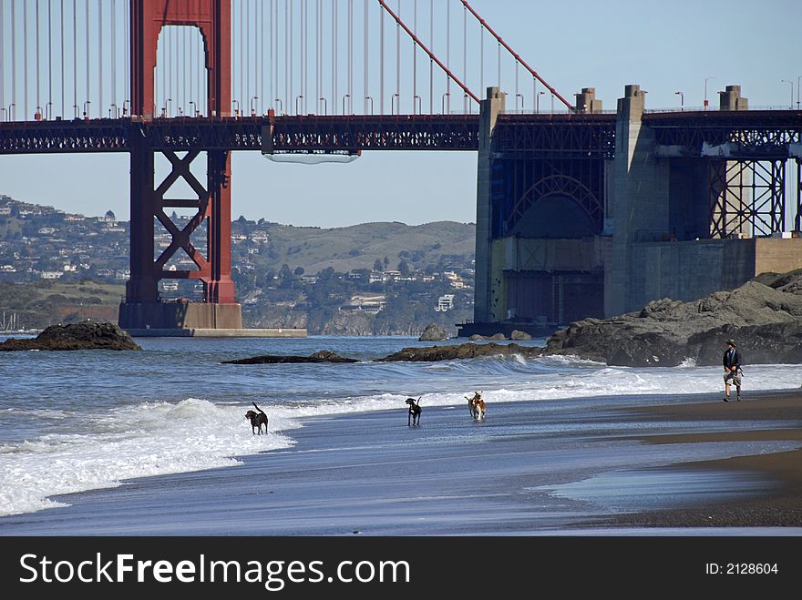 Dogs on Baker Beach in San Francisco, CA. Dogs on Baker Beach in San Francisco, CA