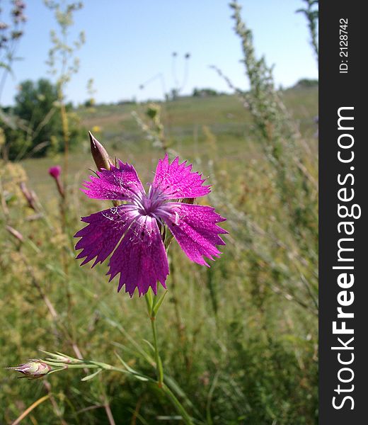 Field carnation with a large crimson flower on a background of a green grass and the blue sky in a bright sunny day. The latin name of a kind of a plant ï¿½ Dianthus fischeri.