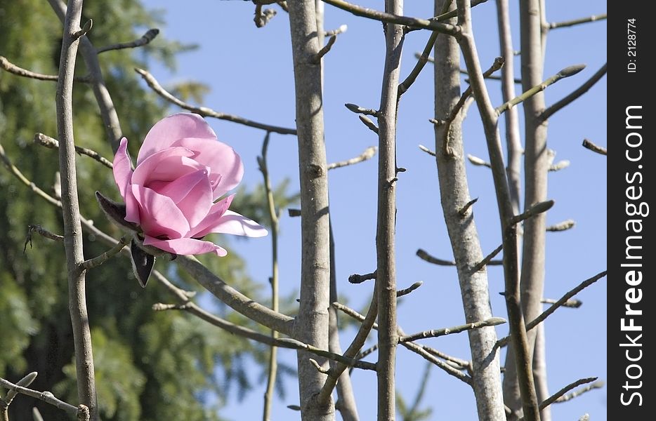 Magnolia flower blooming on a sunny day in March. Magnolia flower blooming on a sunny day in March.