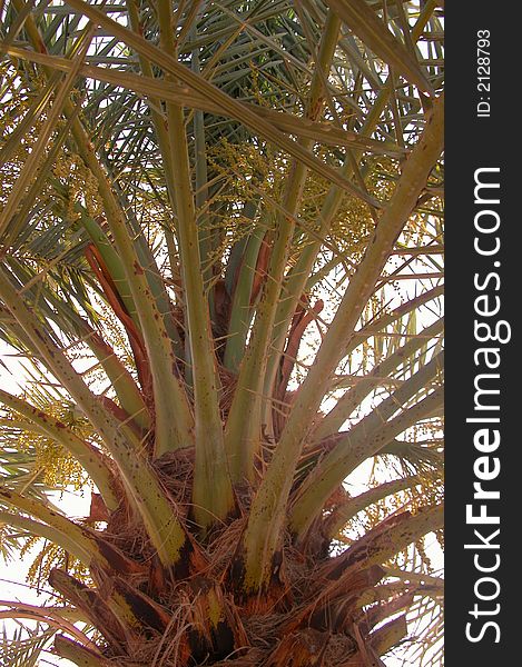 Leaves of a date palm. Leaves of a date palm