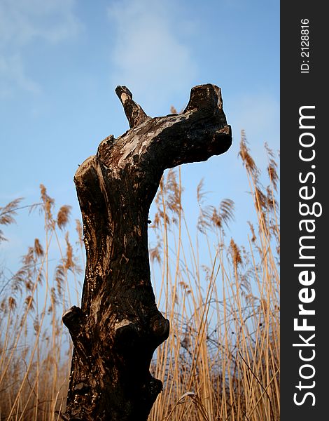 Reedy and trunk in autumn with blue sky