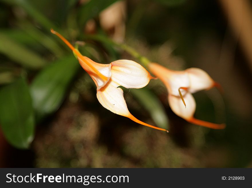 Beautiful color tropical orchid plants.