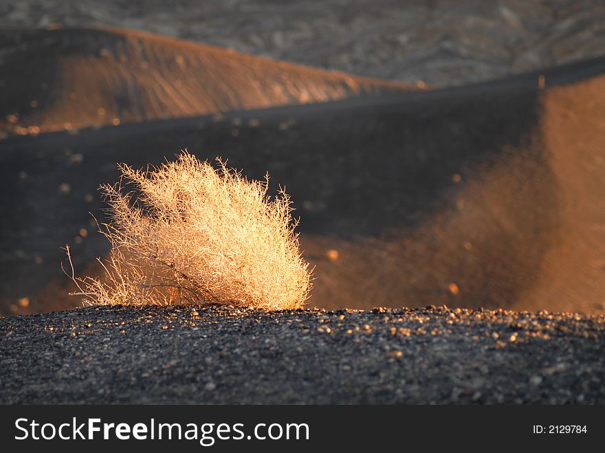 A sage brush illuminated by rising sun in Death Valley California. A sage brush illuminated by rising sun in Death Valley California