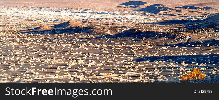 Sage Brush Field