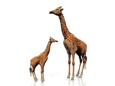Giraffe And Baby Stock Photography Giraffe And Baby Stock Photography