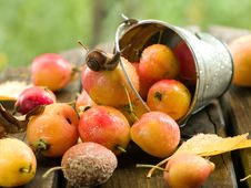 Apple Royalty Free Stock Image