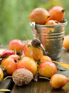 Apple Royalty Free Stock Photography