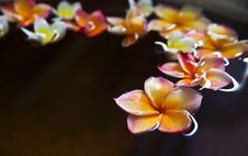 Frangipani Flower In Water Bowl Royalty Free Stock Image Frangipani Flower In Water Bowl Royalty Free Stock Image