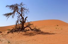 Sossusvlei Sand Dunes Landscape In Nanib Desert Stock Photo Sossusvlei Sand Dunes Landscape In Nanib Desert Stock Photo