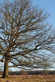 Tree In Winter Time Stock Photography Tree In Winter Time Stock Photography