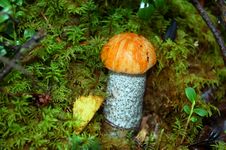 Orange-cap Boletus Mushroom In Moss Royalty Free Stock Image Orange-cap Boletus Mushroom In Moss Royalty Free Stock Image