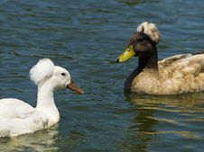 Two Crested Ducks Royalty Free Stock Photography