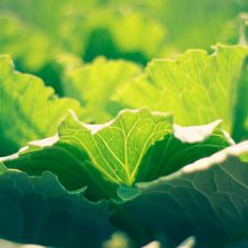 Fresh Green Cabbage Royalty Free Stock Image