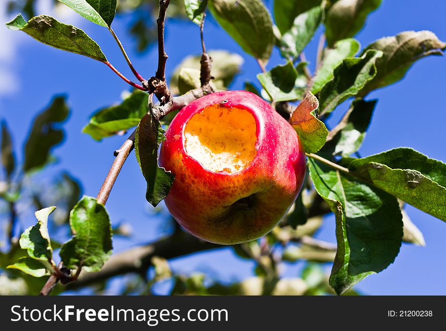 An apple with a missing bite on a blue sky. An apple with a missing bite on a blue sky