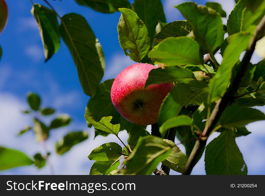 A red apple in a tree on a blue sky