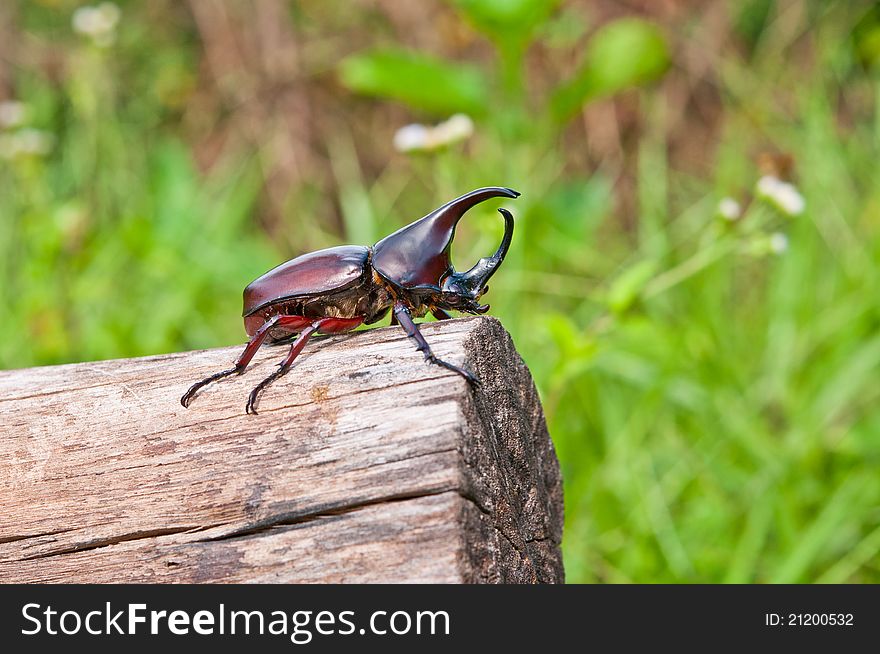 Rhinoceros beetle on timber,Thailand