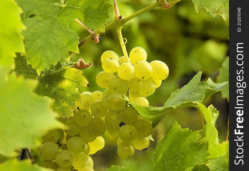 Culture of vines and grapes. Culture of vines and grapes