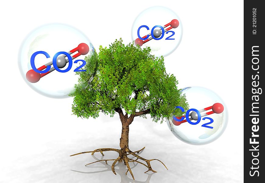The tree and carbon dioxide. The tree and carbon dioxide