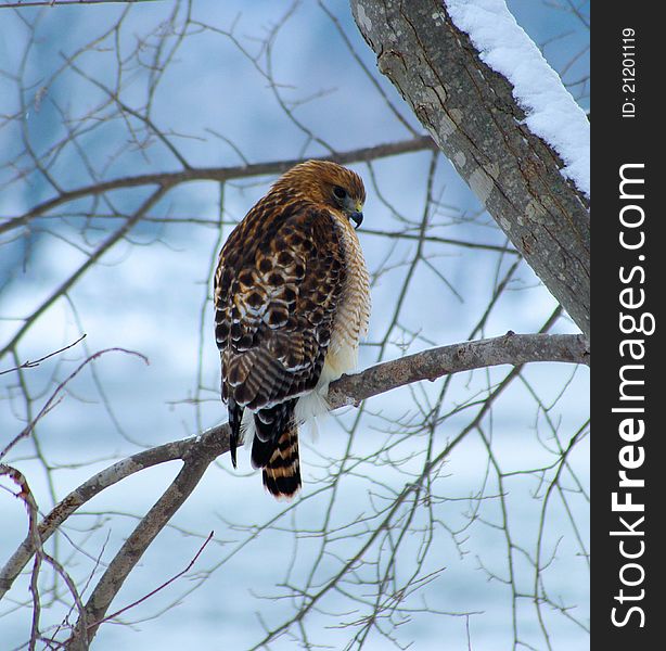 Perched hawk during winter in Wisconsin. Perched hawk during winter in Wisconsin