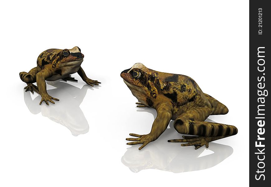 Two frogs on a white background. Two frogs on a white background