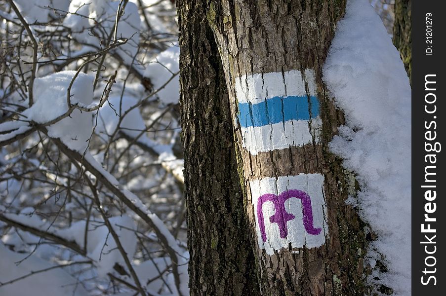 Tourist signs on winter tree. Tourist signs on winter tree