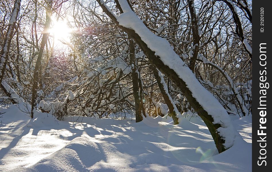Trees under snow with cold sun. Trees under snow with cold sun