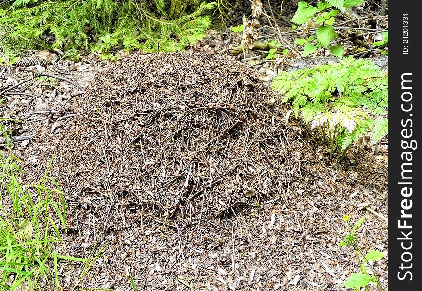 The ant hill of wood