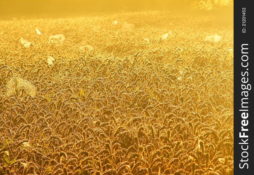 Cobwebs in the golden wheat