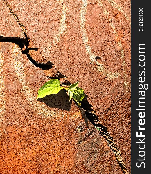 Green plant and rusty metal. Green plant and rusty metal