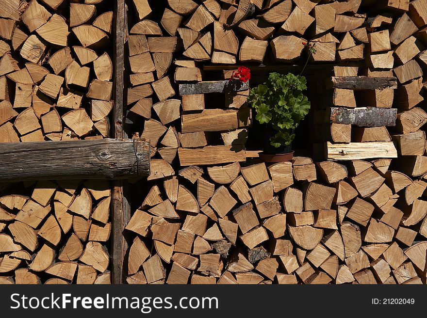 Stack of firewood surrounding small potted flower