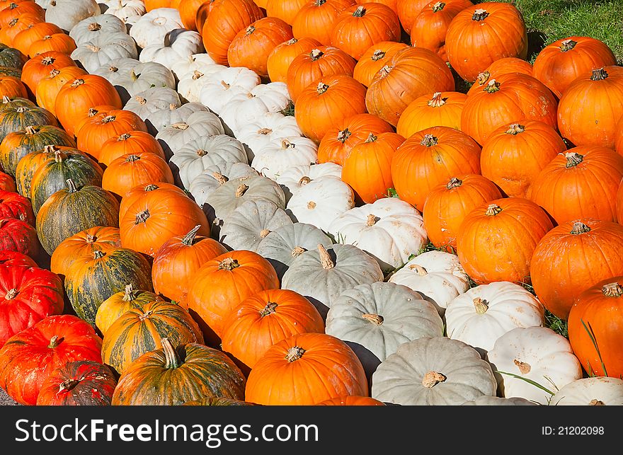 Colorful pumpkins collection on the autumn market