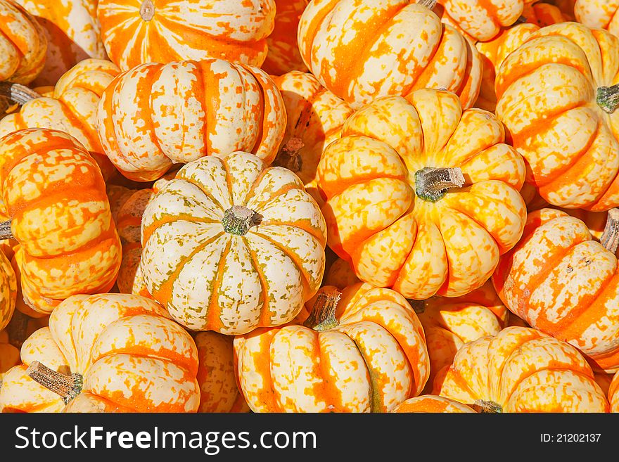 Colorful Pumpkins