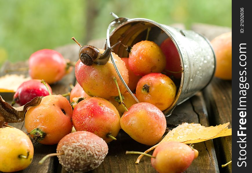 Fresh ripe apple in bucket with snail. Selective focus