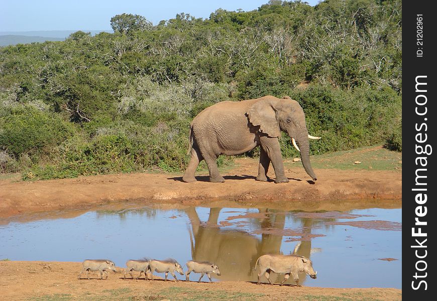 African elephant and warthogs at the watering hole in South Africa. African elephant and warthogs at the watering hole in South Africa