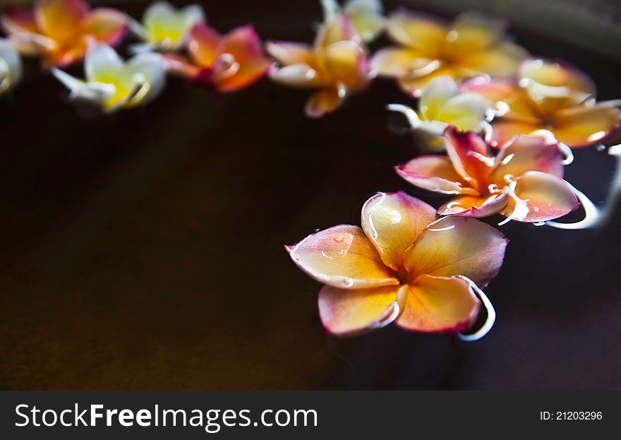 Frangipani flower in water bowl