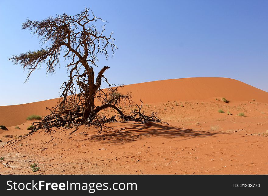Sossusvlei sand dunes landscape in Nanib desert