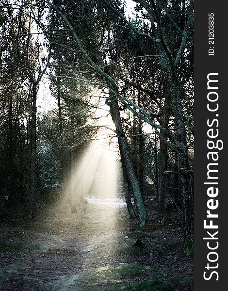 Autumn firs backlit in Skagen, Denmark