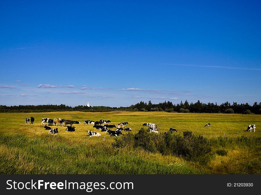 Cows In The Marsh