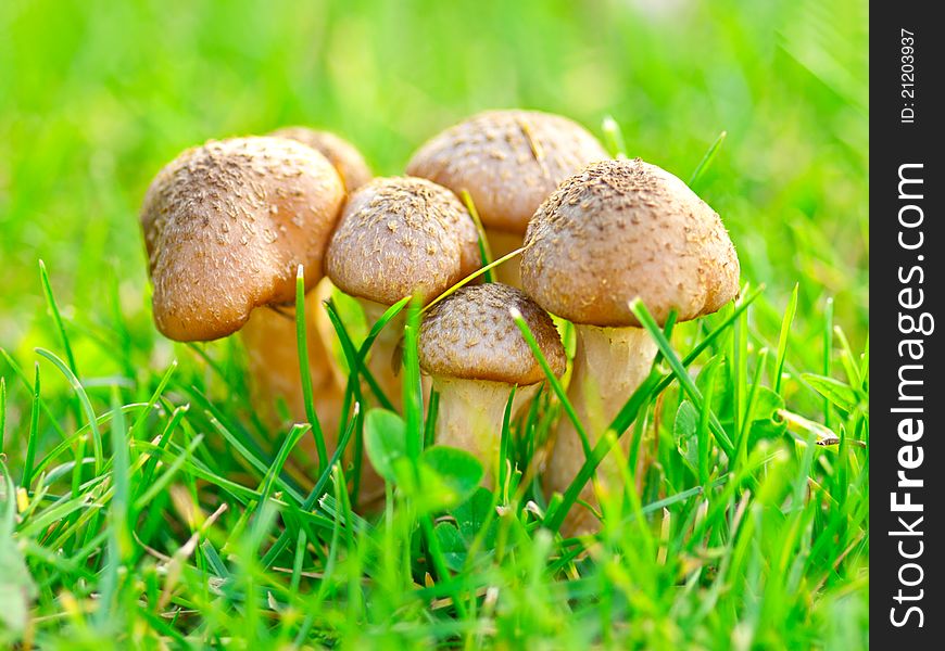 Group of fresh natural edible mushrooms in autumn time