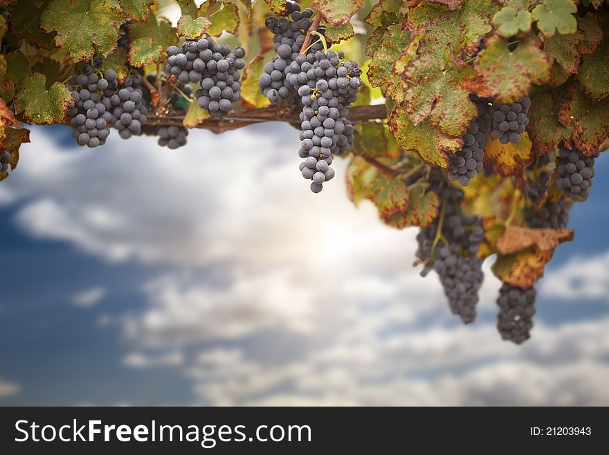 Beautiful Lush Grape Vine In The Morning Sun with Room for Your Own Text. Beautiful Lush Grape Vine In The Morning Sun with Room for Your Own Text.