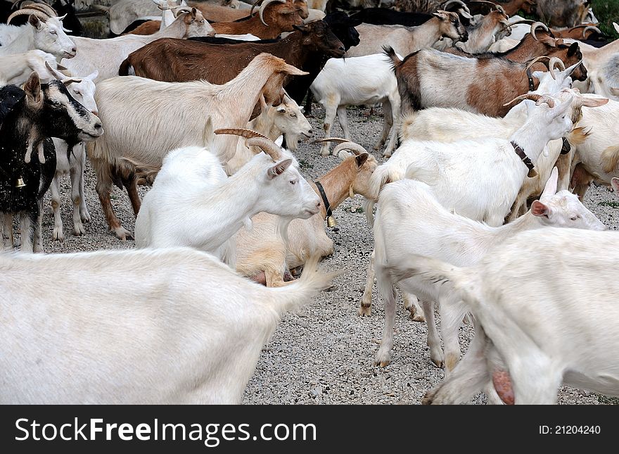 Herd of white and black dairy goats. Herd of white and black dairy goats