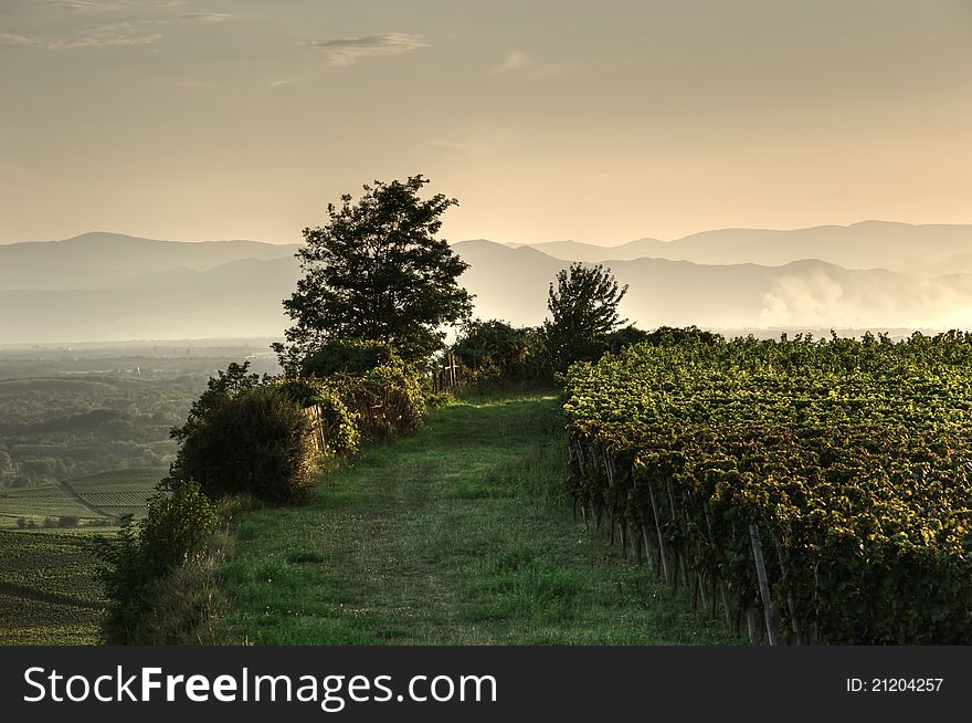 Vineyard at Kaiserstuhl,Black Forest, Germany