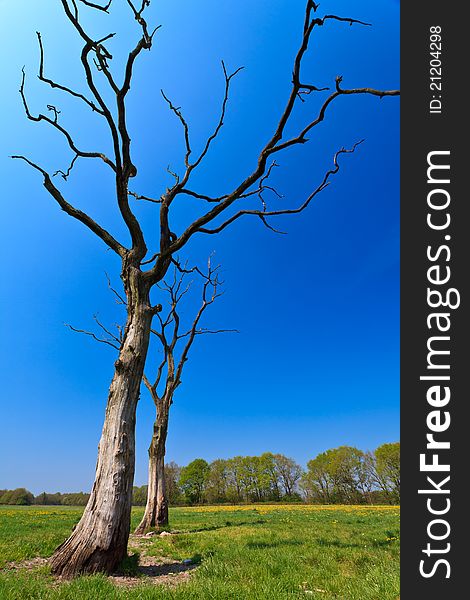 Dead trees in a dandelion flower field in bloom. Dead trees in a dandelion flower field in bloom