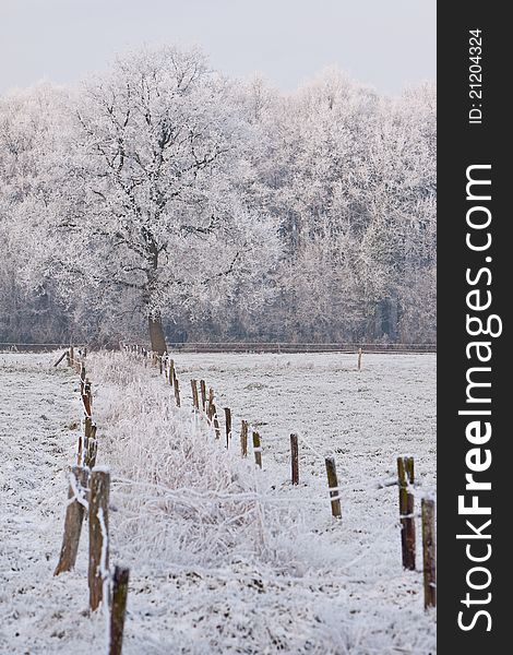 Trees in a cold white winter landscape