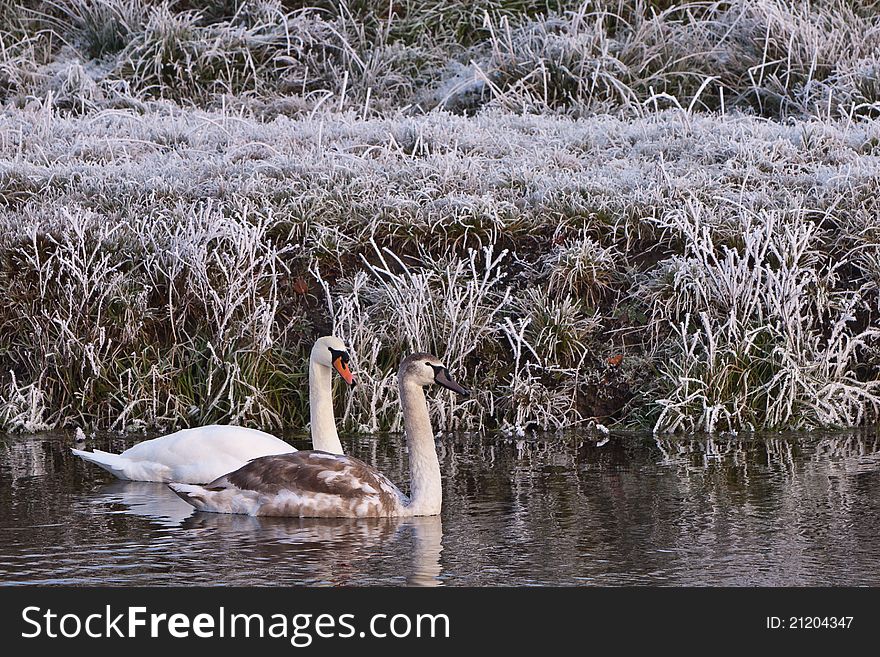 Swans in a cold white winter landscape