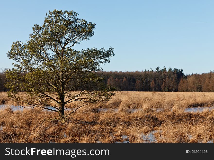 Tree in winter time on a sunny day